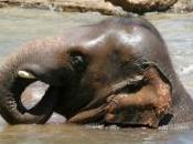 Victime d'une mine antipersonnelle, découvrez images premier éléphant équipé prothèse jambe