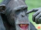 L'Homme chimpanzé cousins proches