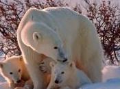 première sortie jeunes ours blancs immortalisée dans l'Arctique canadien, découvrez images