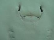 scientifiques pêchent raie d'eau douce géante kilos, découvrez images