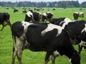 états l''Union européenne envisagent taxer pets bétail