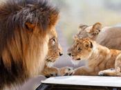 famille lions