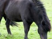 poney prend agneau "sous aile"