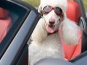 chien tellement humain qu'il promène deux pattes