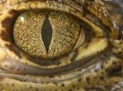 images requin dévoré crocodile