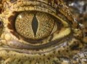 Quatre heures chirurgie réparatrice pour reconstruire gueule d'un crocodile blessé, découvrez images