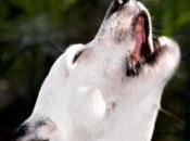 homme arrêté alors qu'il prend pour chien