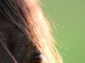 Incroyable jument allergique l'herbe