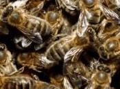 apiculteur rival pour voler miel