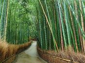 forêt Bambou