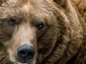 ours brun, espèce disparue d'Angleterre depuis siècle, apparaît dans forêt Suffolk