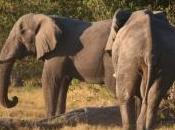 éléphanteau rose aperçu dans Botswana Nord, découvrez images