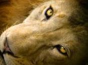 lions démesurés parcouraient l'Europe dernière période glaciaire