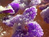 Violettes cristalisées