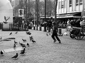 L'enfant pigeons.