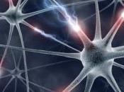 Découverte nouveaux neurones servant "mettre jour" souvenirs