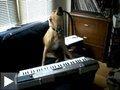 Videos: chien chanteur joue synthé+ chiens couvertures