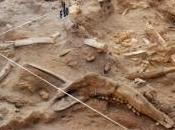 Archéologie chiens sacrifiés retrouvés dans village médiéval hongrois