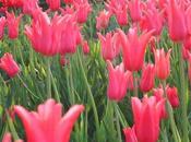 cueillette tulipes ouverte Ferme Gally