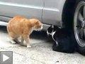 Videos: Scène ménage entre chats chat baigne chaton affamé