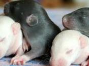 Rats: bébés Harina