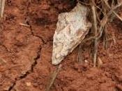 plus vieux village d''Écosse découvert archéologues