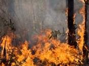 forêt méditerranéenne menacée sécheresse incendies répétés