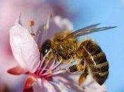 crépuscule abeilles