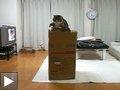 Videos animaux chat Maru s'amuse avec boite carton Degu rieur Perroquet imite chien