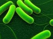Découvertes l''origine infections bactériennes