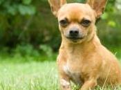 chihuahua s'envole avec coup vent
