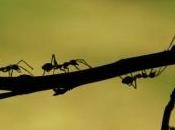 découverte "l'estomac collectif" fourmis