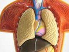 Trois exercices respiratoires pour nettoyer poumons