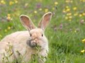 Étonnant lapins dressés pour sauter obstacles, images