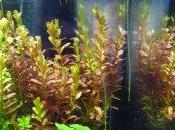 Aquarium Nano plantes poussent d'oeil