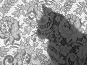 images chat coince tête dans roue secours