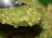 Semaine spéciale introduction petits morceaux dans repas bébé (3): boulghour brocolis