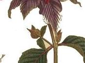 Huile essentielle Monarde fistuleuse