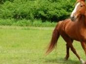 images sauvetage d'une jument presque noyée dans boue