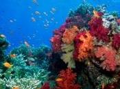 changement climatique menace Triangle corail