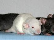 Rats: bébés Harina