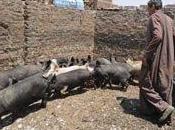 Chiffonniers Caire grippe porcine