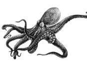 Octopussy -Gestion logs centralisé