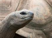 tortue géante blessée couverte fibre verre, découvrez images