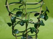 plante originale: Céropégia