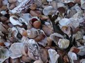 Coquillages muscadet