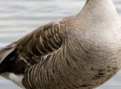 Découvrez images vole