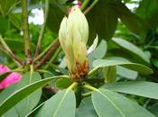 Fleurs Thabor Rennes