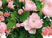 Bouquet Interflora Rosée