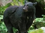 Trésors faune canadienne: l'ours noir